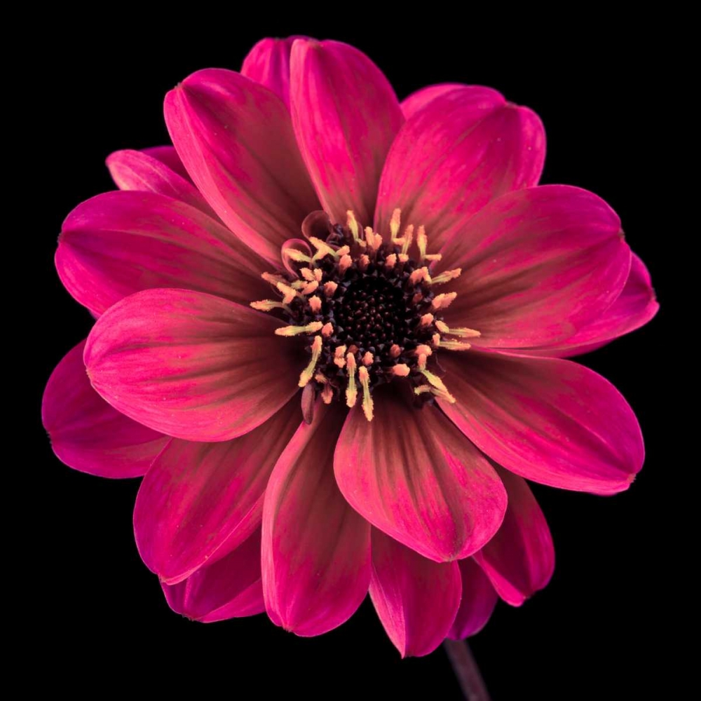 AF20110818 Dahlia 022C22 art print by Assaf Frank for $57.95 CAD