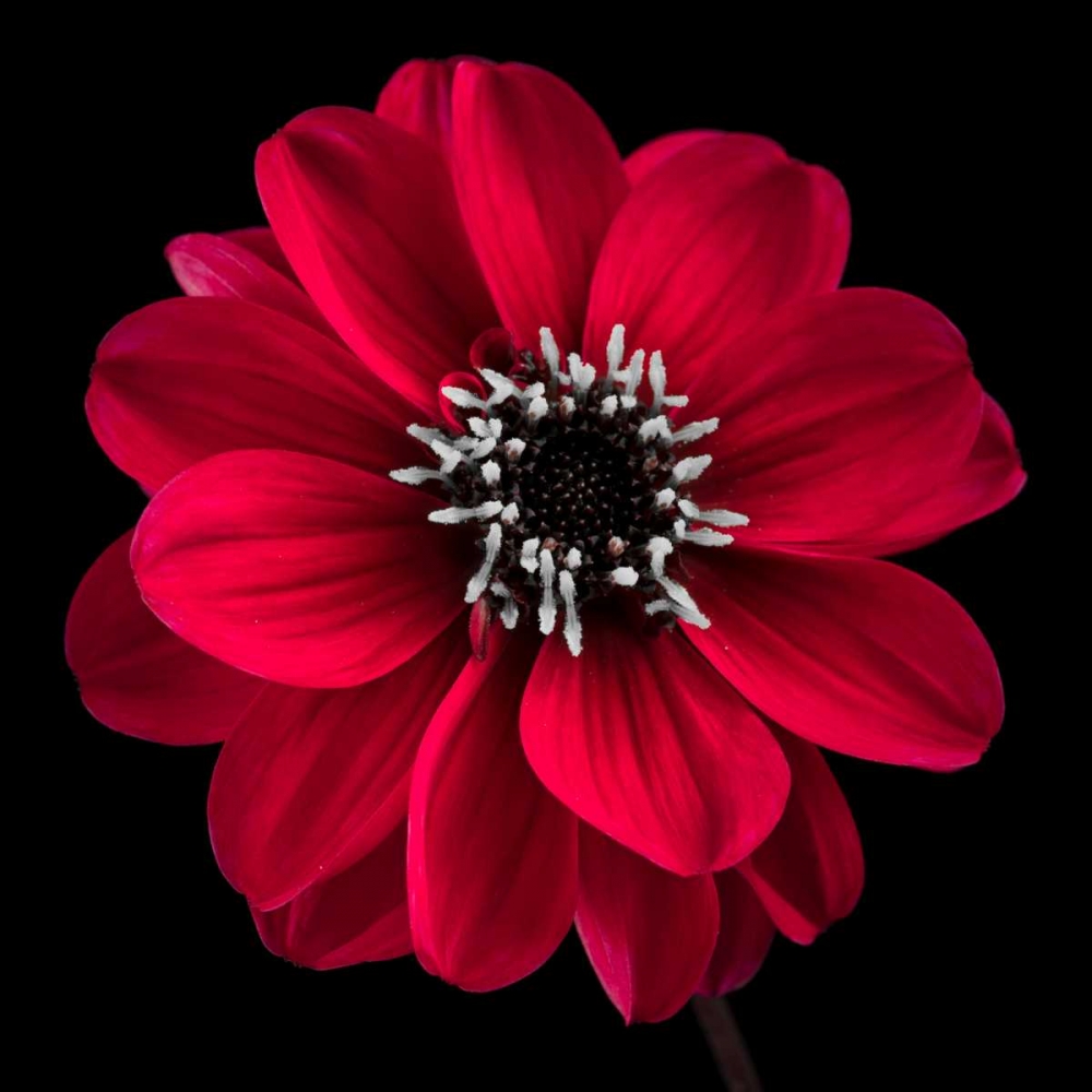 AF20110818 Dahlia 022C23 art print by Assaf Frank for $57.95 CAD