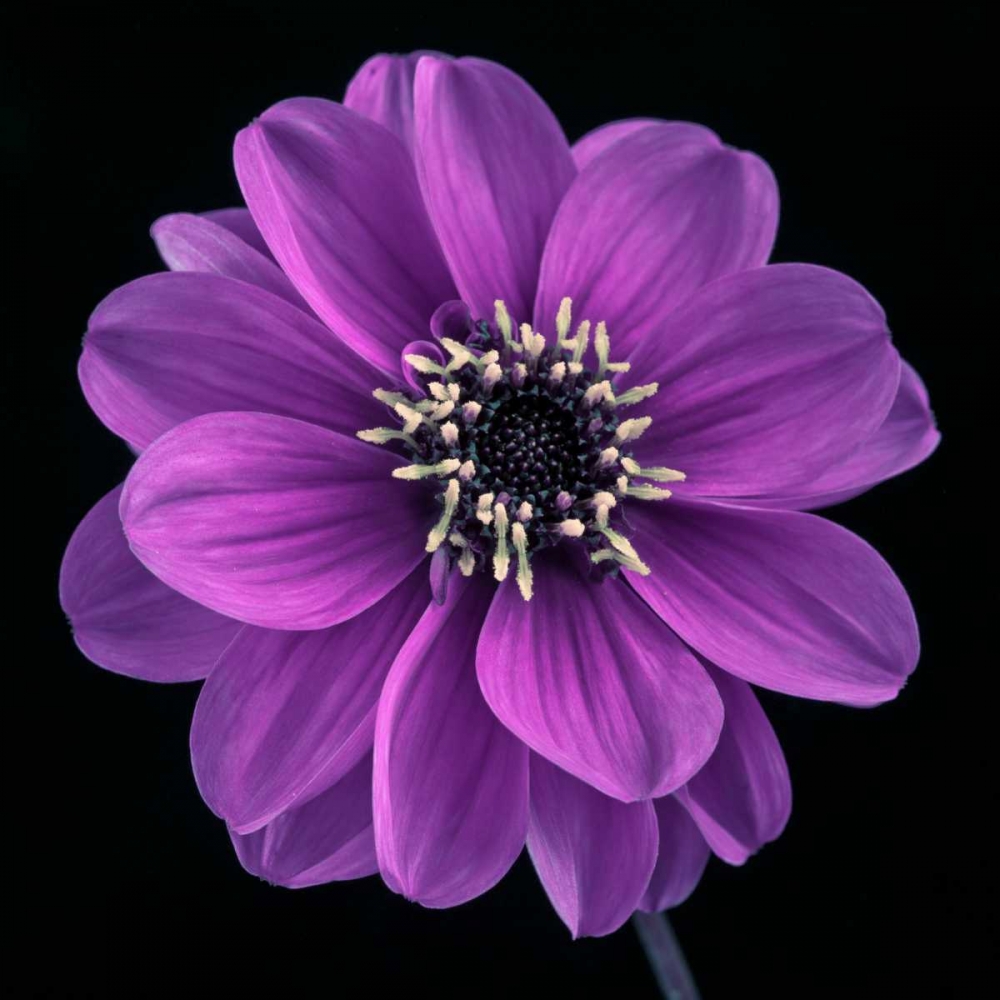 AF20110818 Dahlia 022C24 art print by Assaf Frank for $57.95 CAD