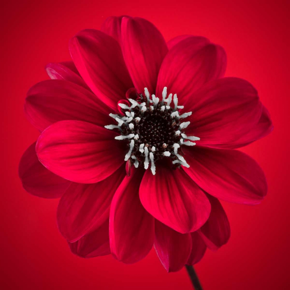 AF20110818 Dahlia 026C10 art print by Assaf Frank for $57.95 CAD
