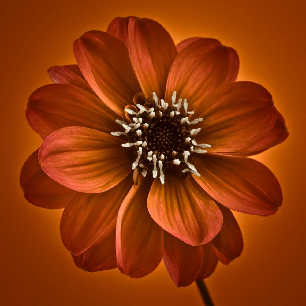 AF20110818 Dahlia 027C10 art print by Assaf Frank for $57.95 CAD