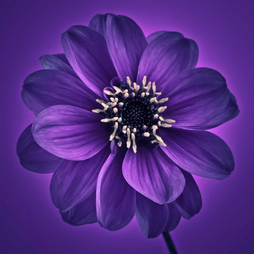 AF20110818 Dahlia 027C11 art print by Assaf Frank for $57.95 CAD