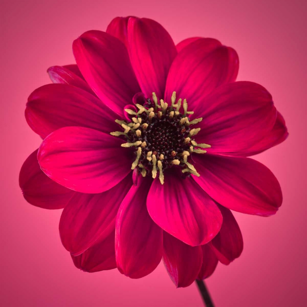 AF20110818 Dahlia 030C11 art print by Assaf Frank for $57.95 CAD