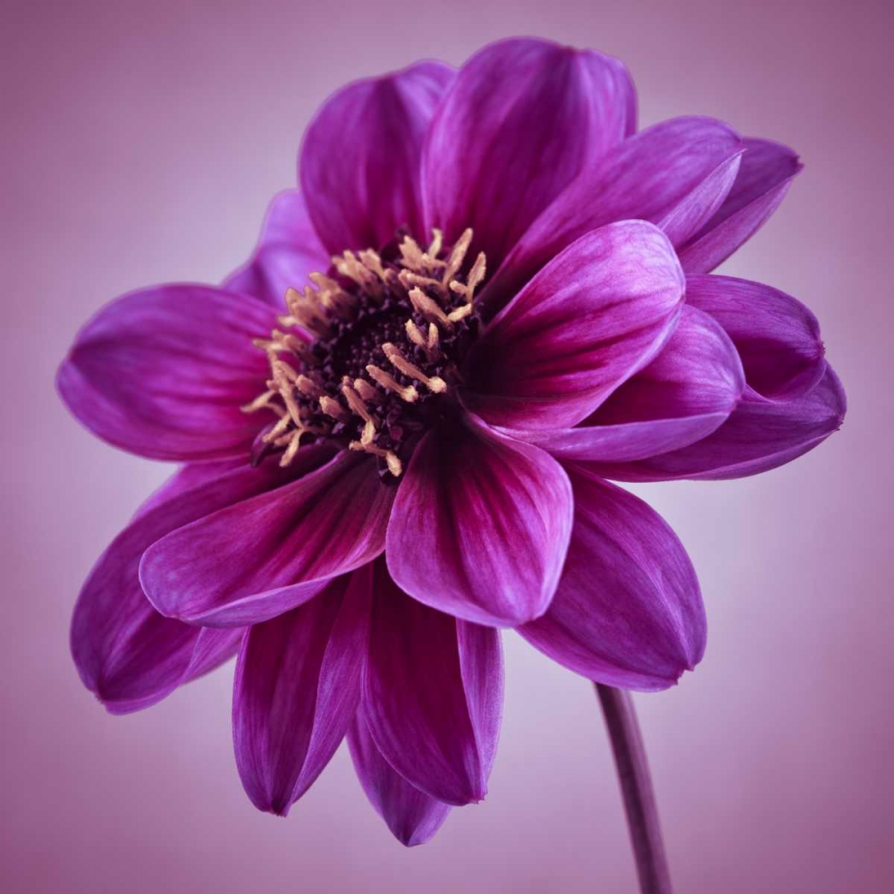 AF20110818 Dahlia 041C13 art print by Assaf Frank for $57.95 CAD