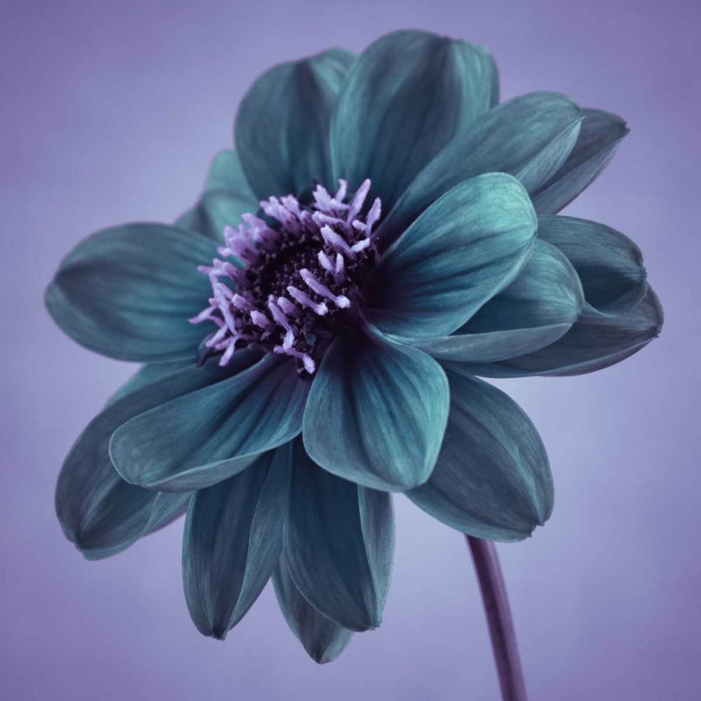 AF20110818 Dahlia 041C14 art print by Assaf Frank for $57.95 CAD