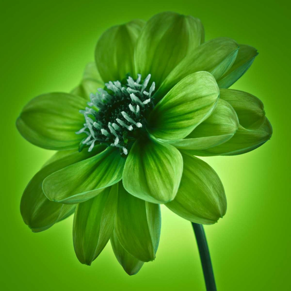 AF20110818 Dahlia 045C04 GreenC01 art print by Assaf Frank for $57.95 CAD
