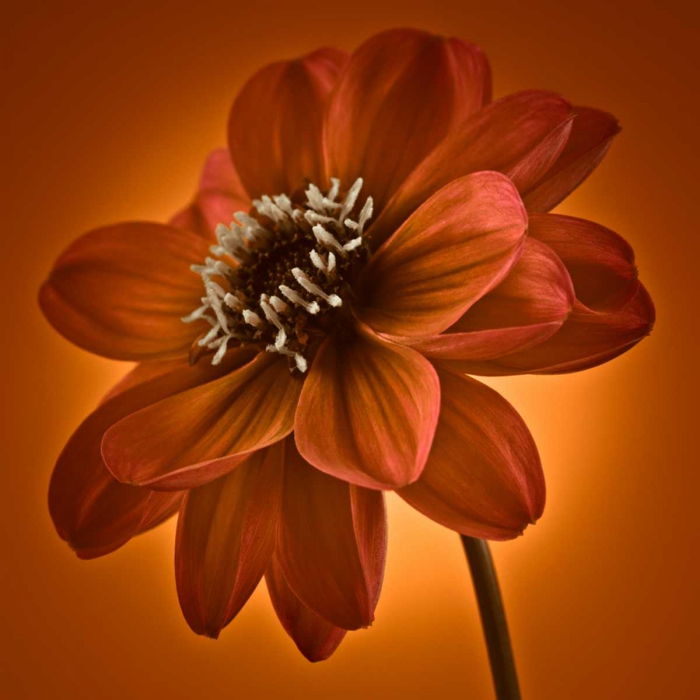 AF20110818 Dahlia 045C10 art print by Assaf Frank for $57.95 CAD