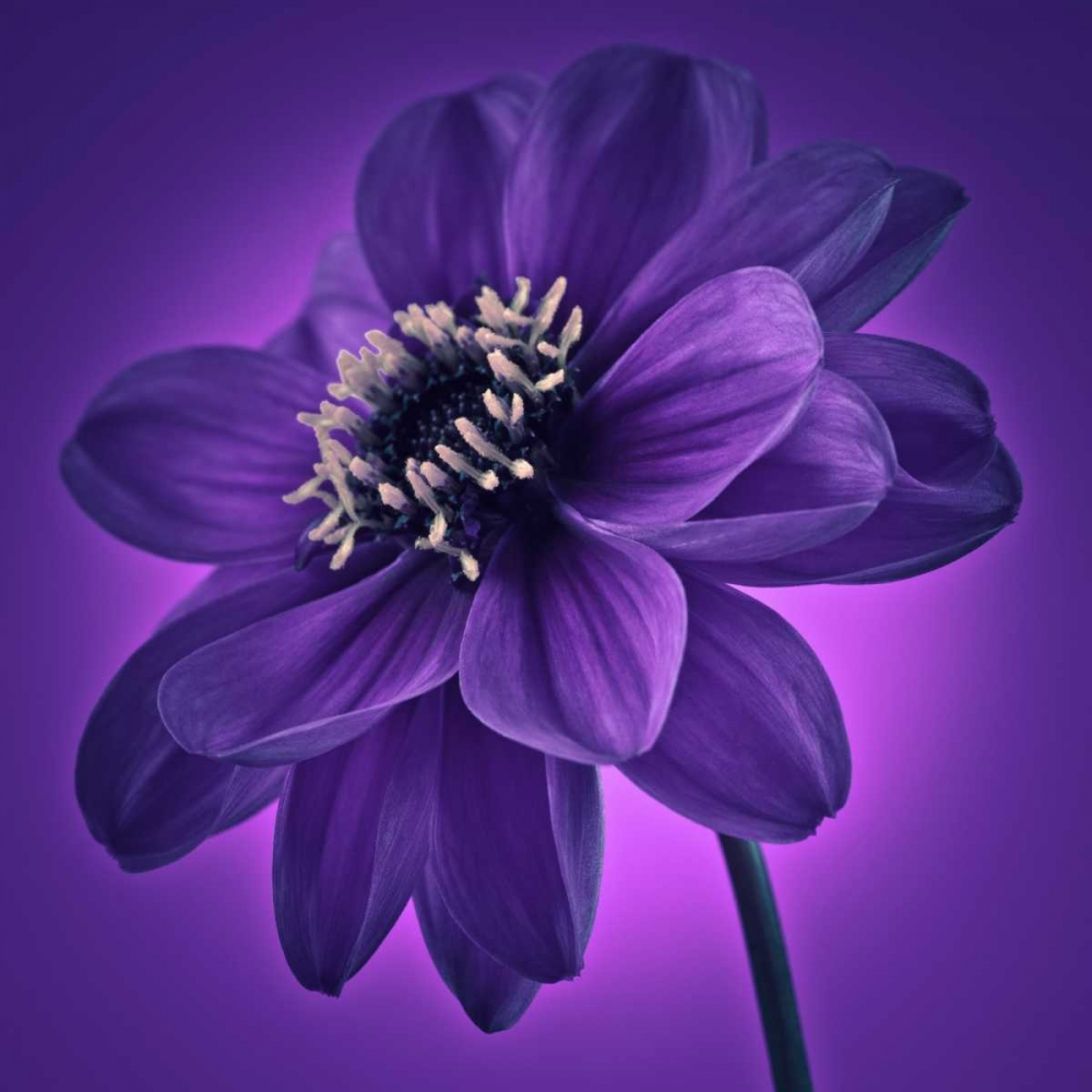 AF20110818 Dahlia 045C11 art print by Assaf Frank for $57.95 CAD