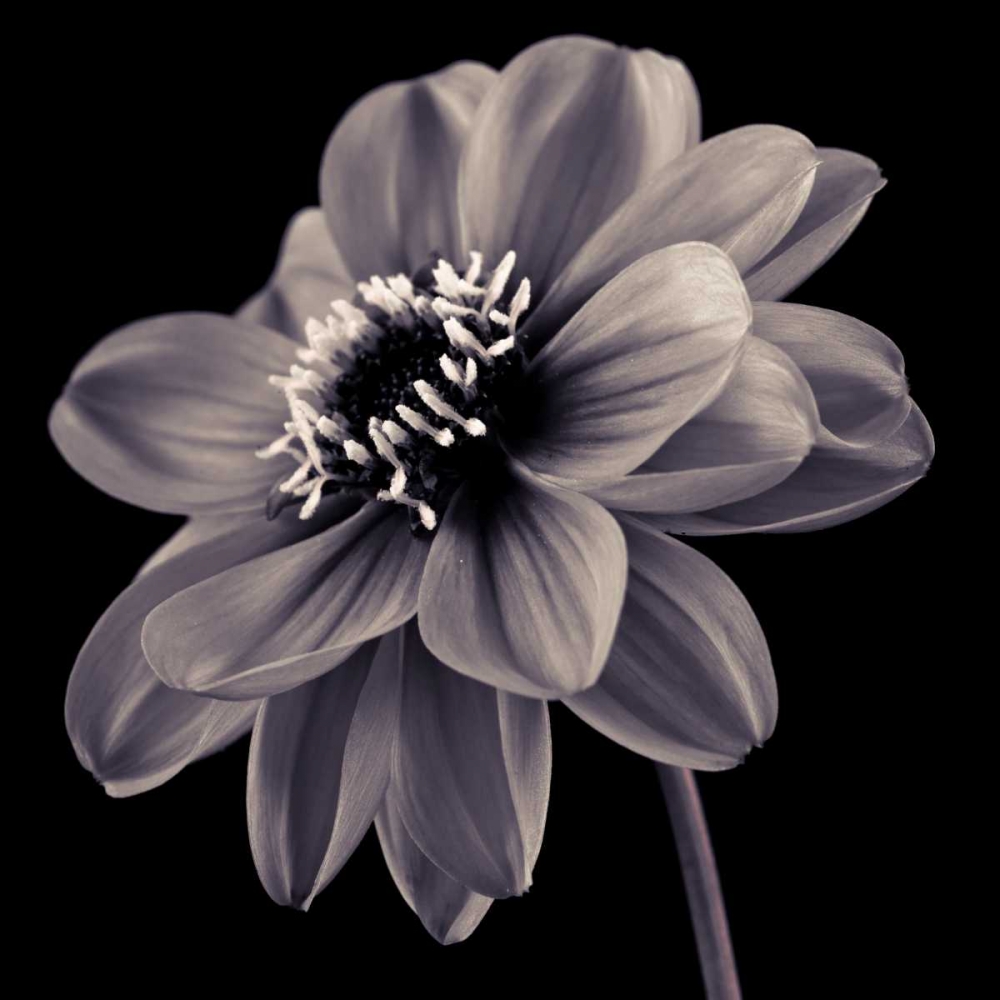 AF20110818 Dahlia 046C20 art print by Assaf Frank for $57.95 CAD