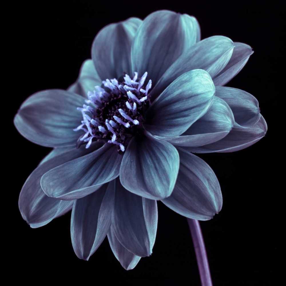 AF20110818 Dahlia 046C21 art print by Assaf Frank for $57.95 CAD