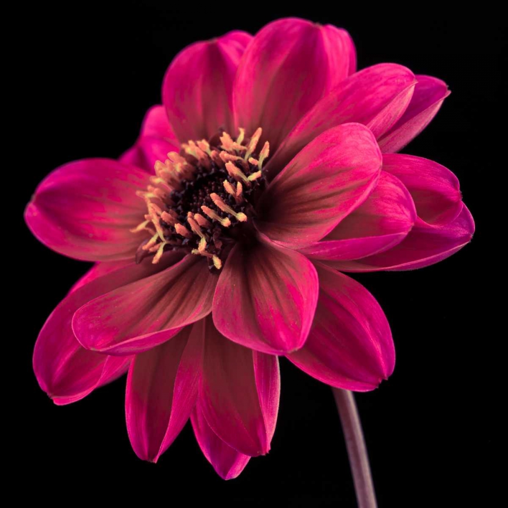 AF20110818 Dahlia 046C22 art print by Assaf Frank for $57.95 CAD