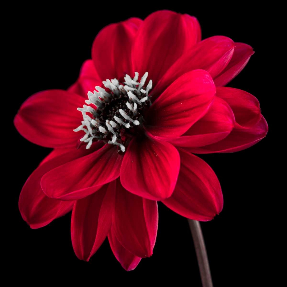 AF20110818 Dahlia 046C23 art print by Assaf Frank for $57.95 CAD