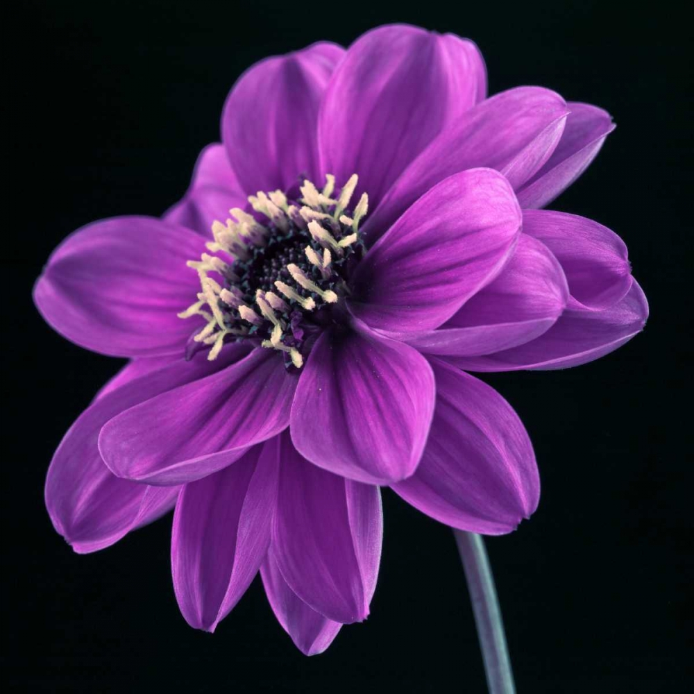AF20110818 Dahlia 046C24 art print by Assaf Frank for $57.95 CAD