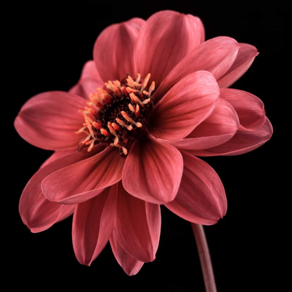 AF20110818 Dahlia 046C25 art print by Assaf Frank for $57.95 CAD