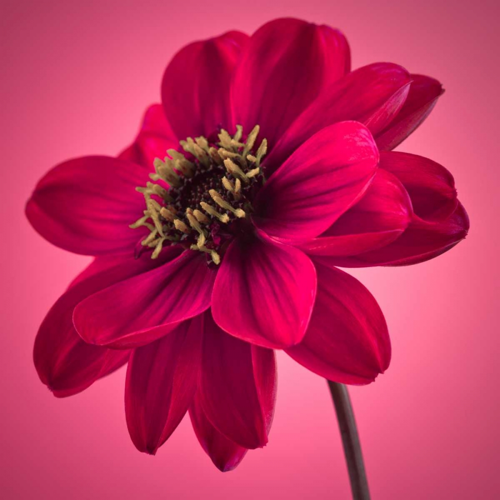 AF20110818 Dahlia 049C10 art print by Assaf Frank for $57.95 CAD