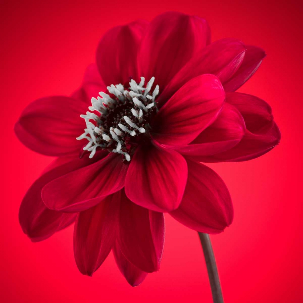 AF20110818 Dahlia 053C10 art print by Assaf Frank for $57.95 CAD