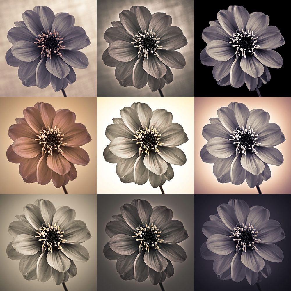 Collage of Dahlias flowers art print by Assaf Frank for $57.95 CAD