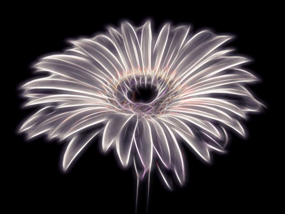 AF20110820 Gerbera 021PTGBF2C01 art print by Assaf Frank for $57.95 CAD