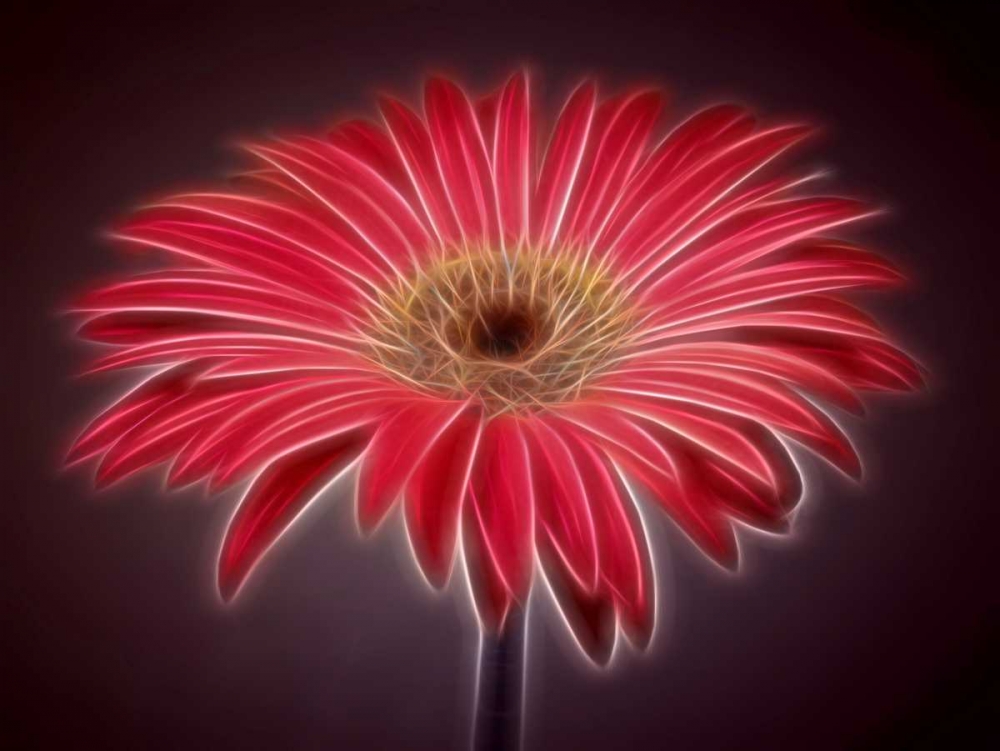 AF20110820 Gerbera 023C03P-2 art print by Assaf Frank for $57.95 CAD