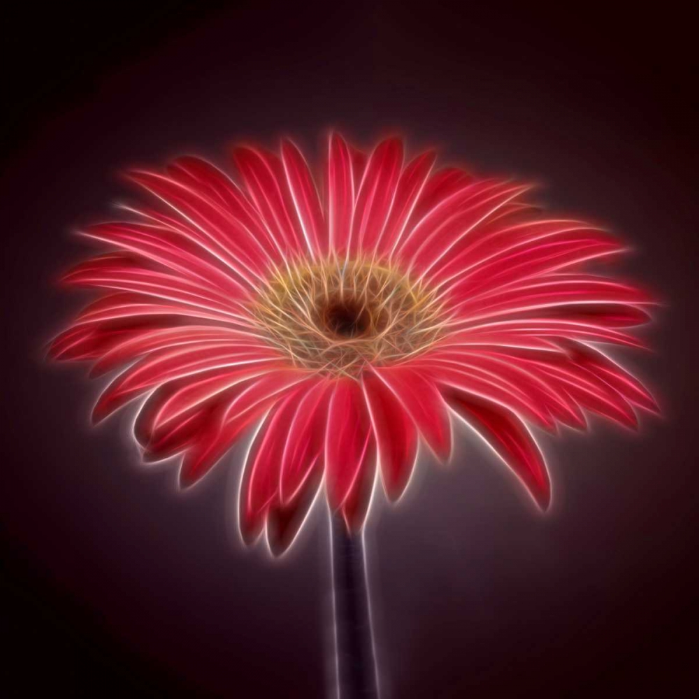 AF20110820 Gerbera 023C03P2PC01 art print by Assaf Frank for $57.95 CAD