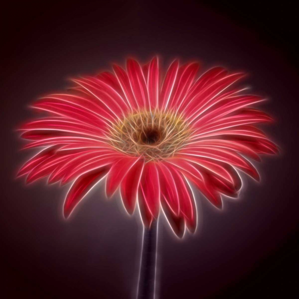 AF20110820 Gerbera 023C03P2P art print by Assaf Frank for $57.95 CAD