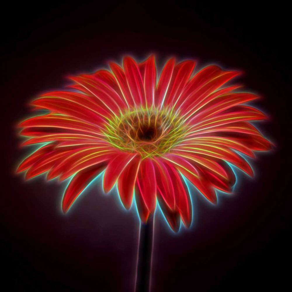 AF20110820 Gerbera 023C03PP art print by Assaf Frank for $57.95 CAD