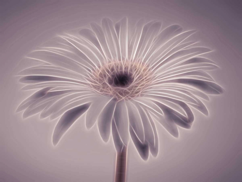 AF20110820 Gerbera 028C01PC02 art print by Assaf Frank for $57.95 CAD
