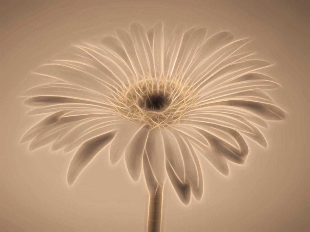 AF20110820 Gerbera 028C01PC04 art print by Assaf Frank for $57.95 CAD