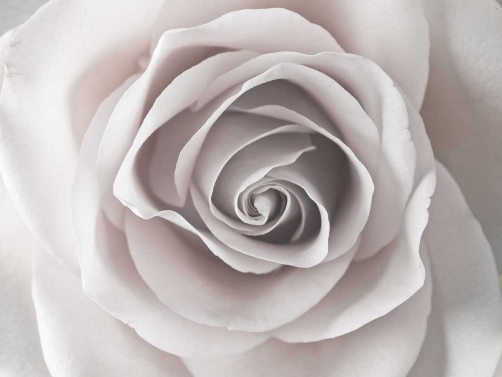 Rose close-up art print by Assaf Frank for $57.95 CAD