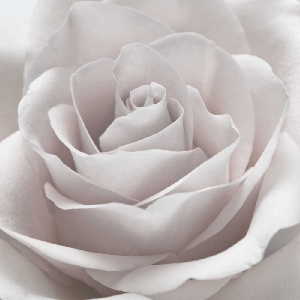 Rose close-up art print by Assaf Frank for $57.95 CAD