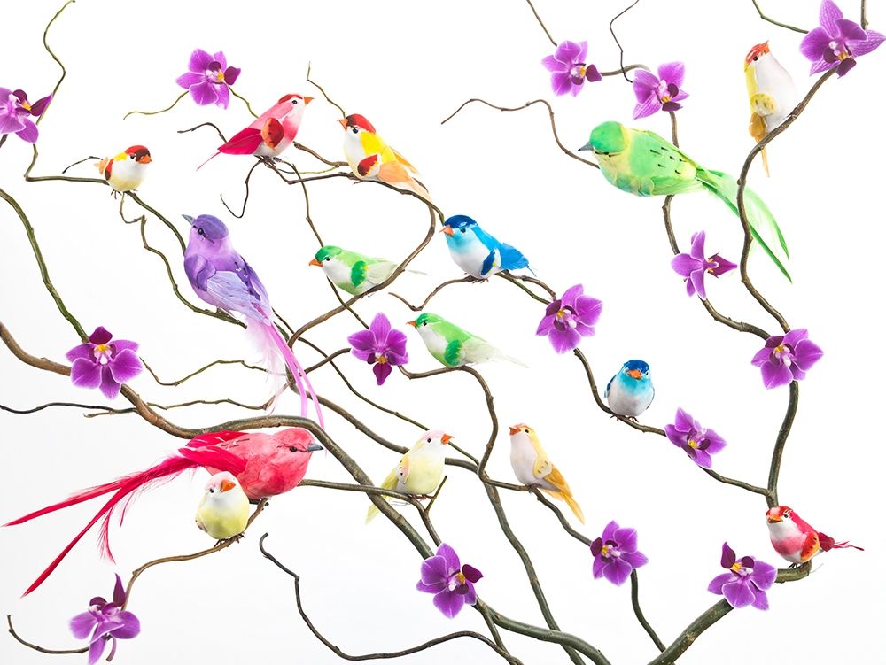 Fake birds on branches art print by Assaf Frank for $57.95 CAD