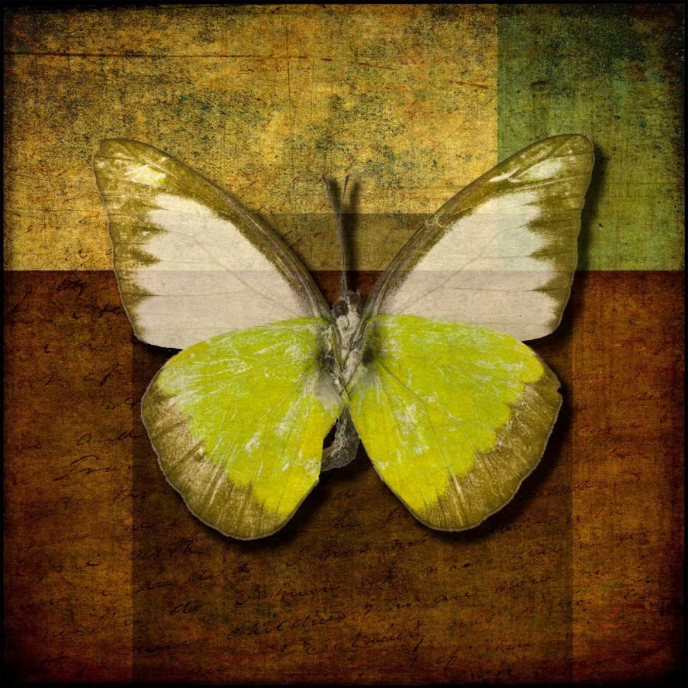 Handwritten old postcard with butterfly art print by Assaf Frank for $57.95 CAD