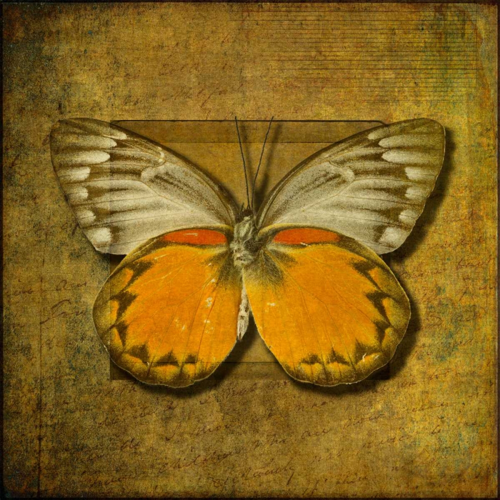 Colorful Butterfly with Vintage effects art print by Assaf Frank for $57.95 CAD
