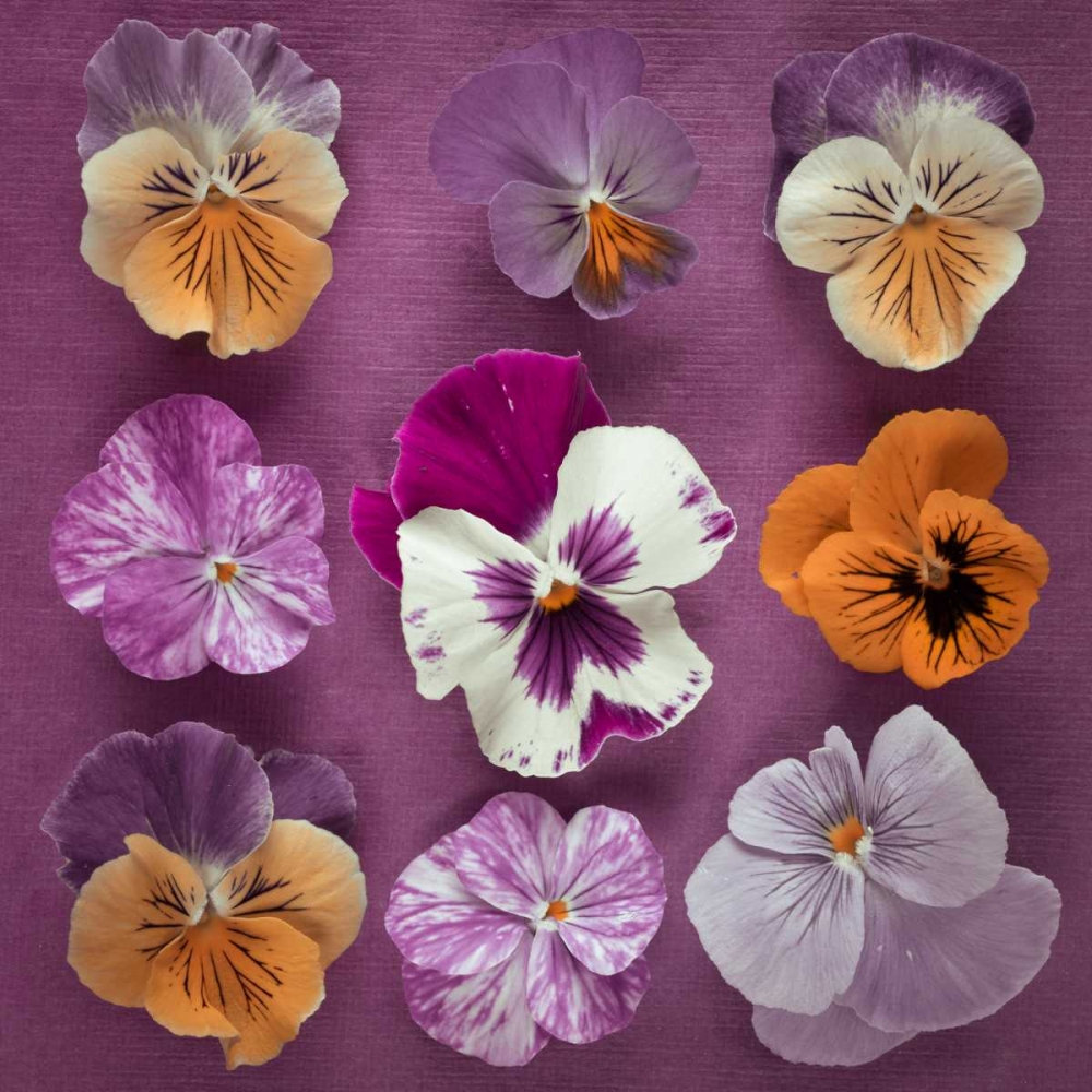 Nine Pansy flowers art print by Assaf Frank for $57.95 CAD