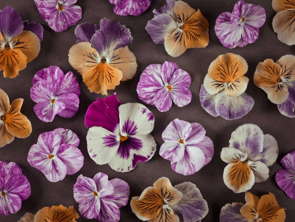 Pansy flowers art print by Assaf Frank for $57.95 CAD