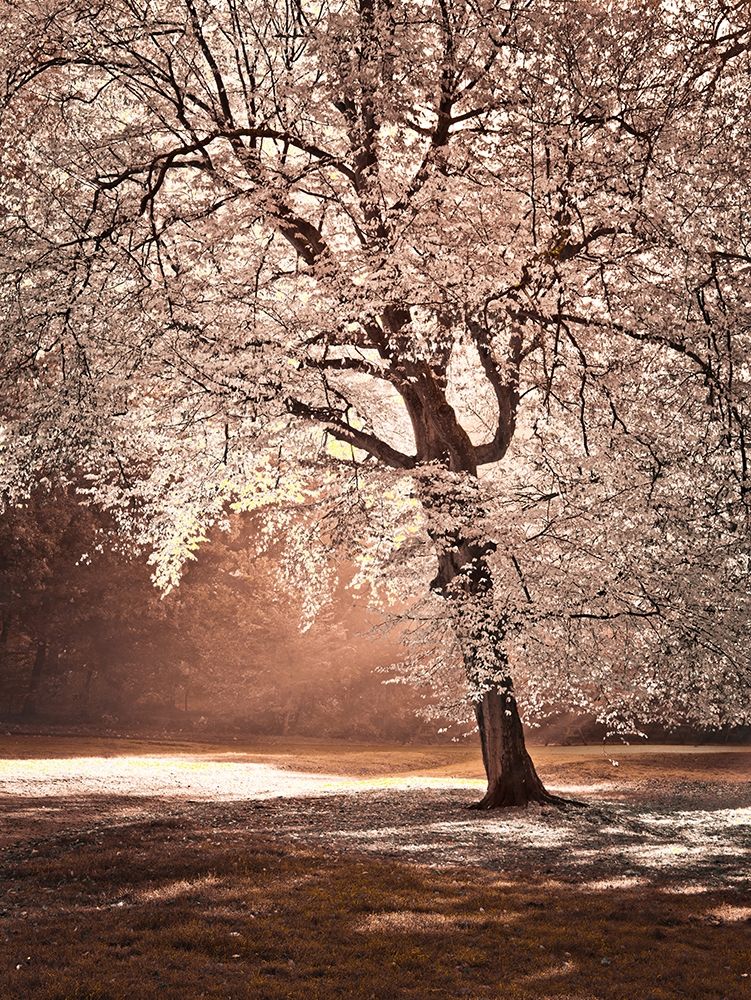 Autumn tree in sunlight art print by Assaf Frank for $57.95 CAD