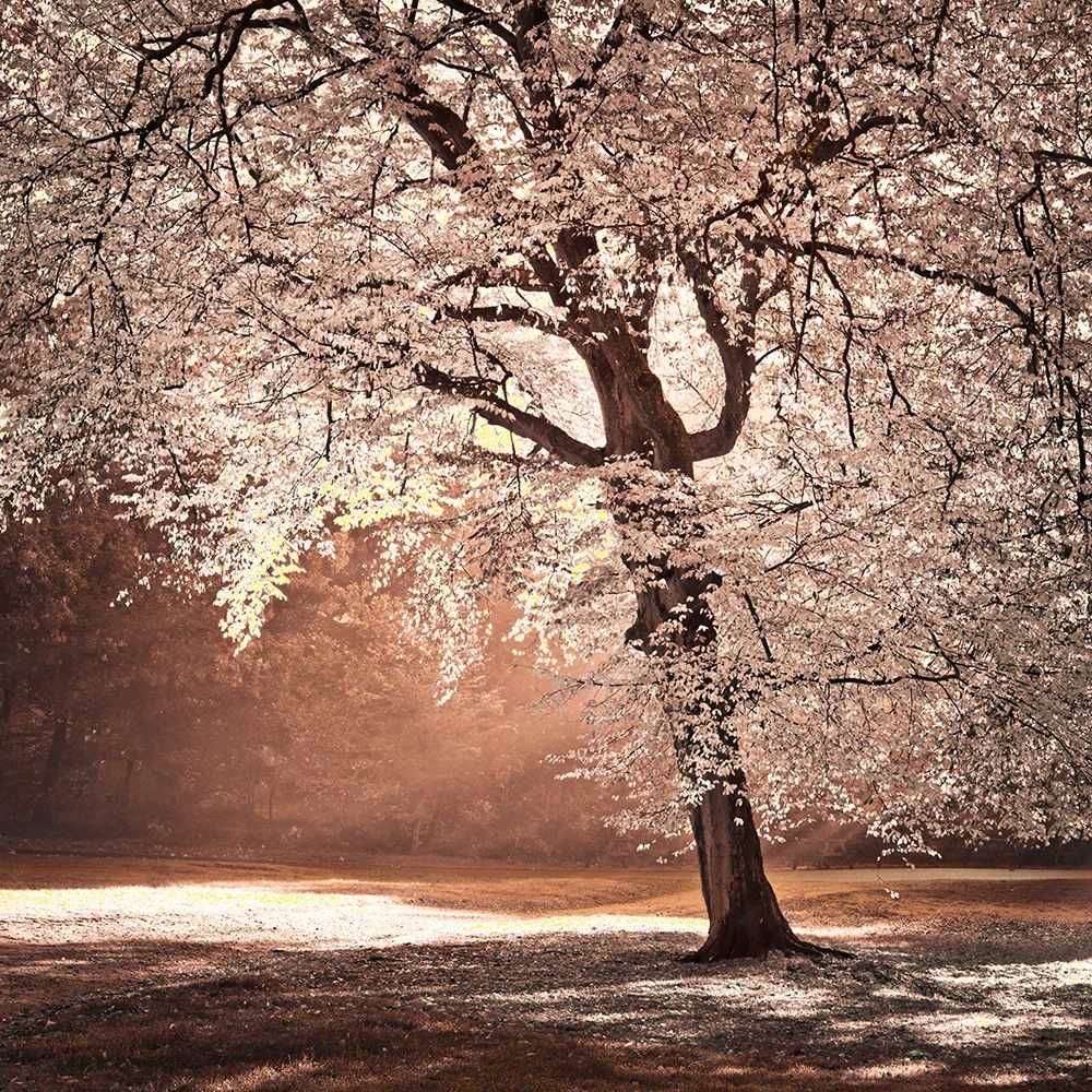 Autumn tree in sunlight art print by Assaf Frank for $57.95 CAD