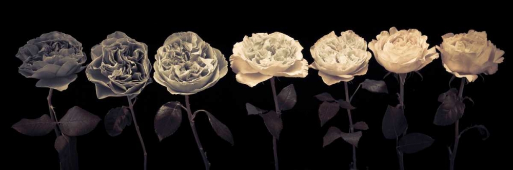 Multi coloured roses in a row art print by Assaf Frank for $57.95 CAD