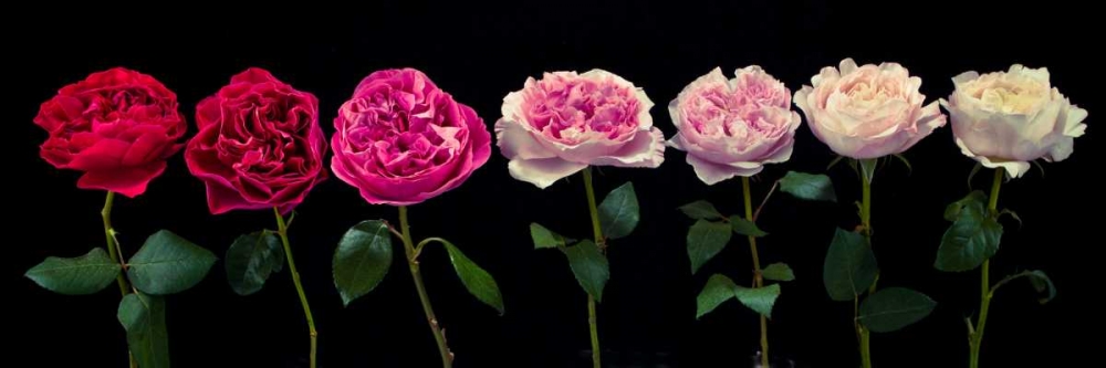Multi coloured roses in a row art print by Assaf Frank for $57.95 CAD