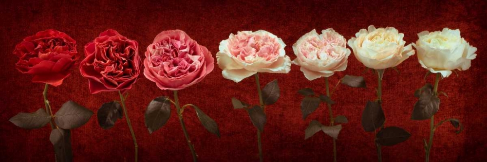 Multi coloured roses in a row art print by Assaf Frank for $57.95 CAD