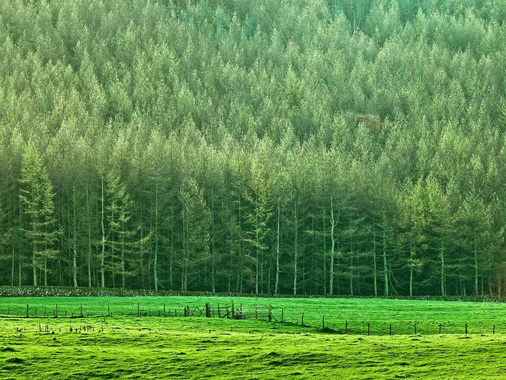 Forest edge art print by Assaf Frank for $57.95 CAD