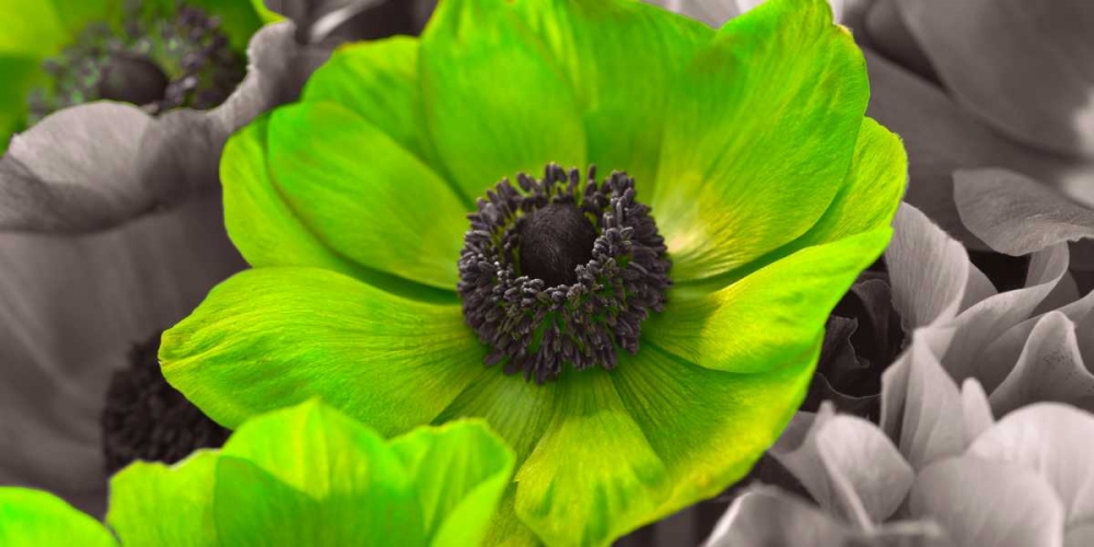 AF20111223 Anemone 008C15-2 Green art print by Assaf Frank for $57.95 CAD