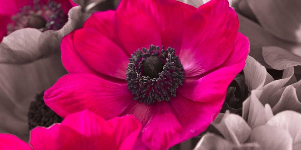 AF20111223 Anemone 008C15-2 Raspberry art print by Assaf Frank for $57.95 CAD