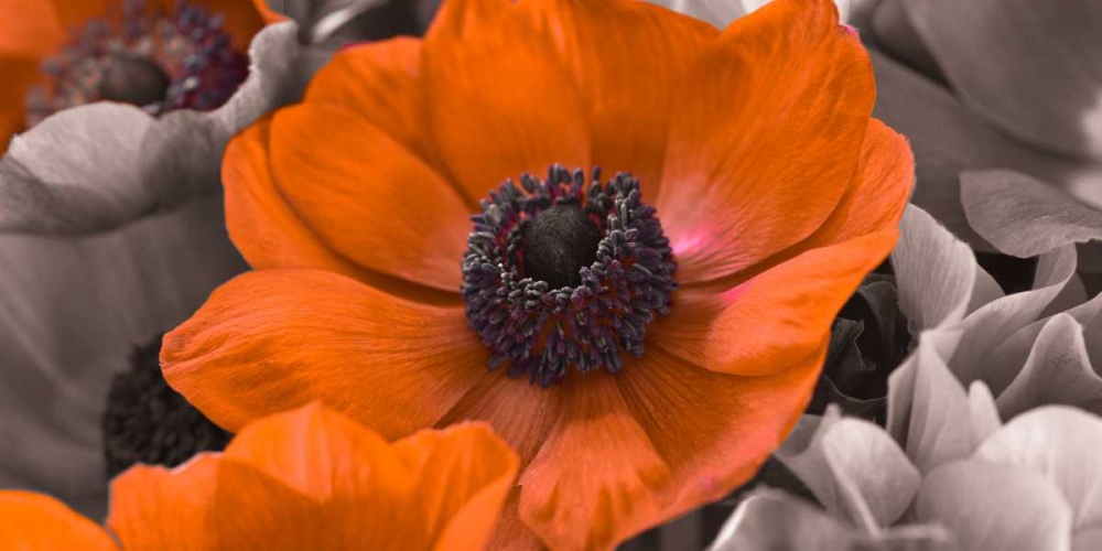 AF20111223 Anemone 008C15-2 RedC01 art print by Assaf Frank for $57.95 CAD