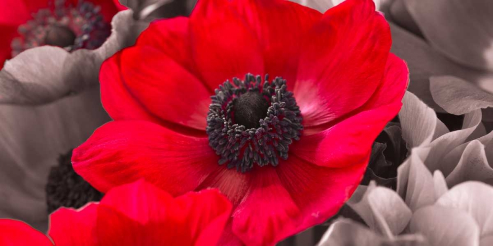 AF20111223 Anemone 008C15-2 Red art print by Assaf Frank for $57.95 CAD