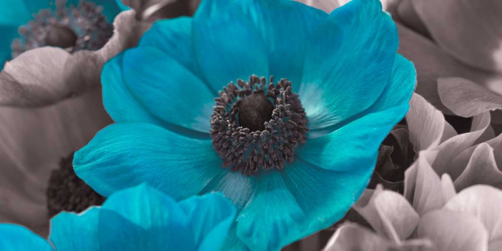 AF20111223 Anemone 008C15-2 Teal art print by Assaf Frank for $57.95 CAD