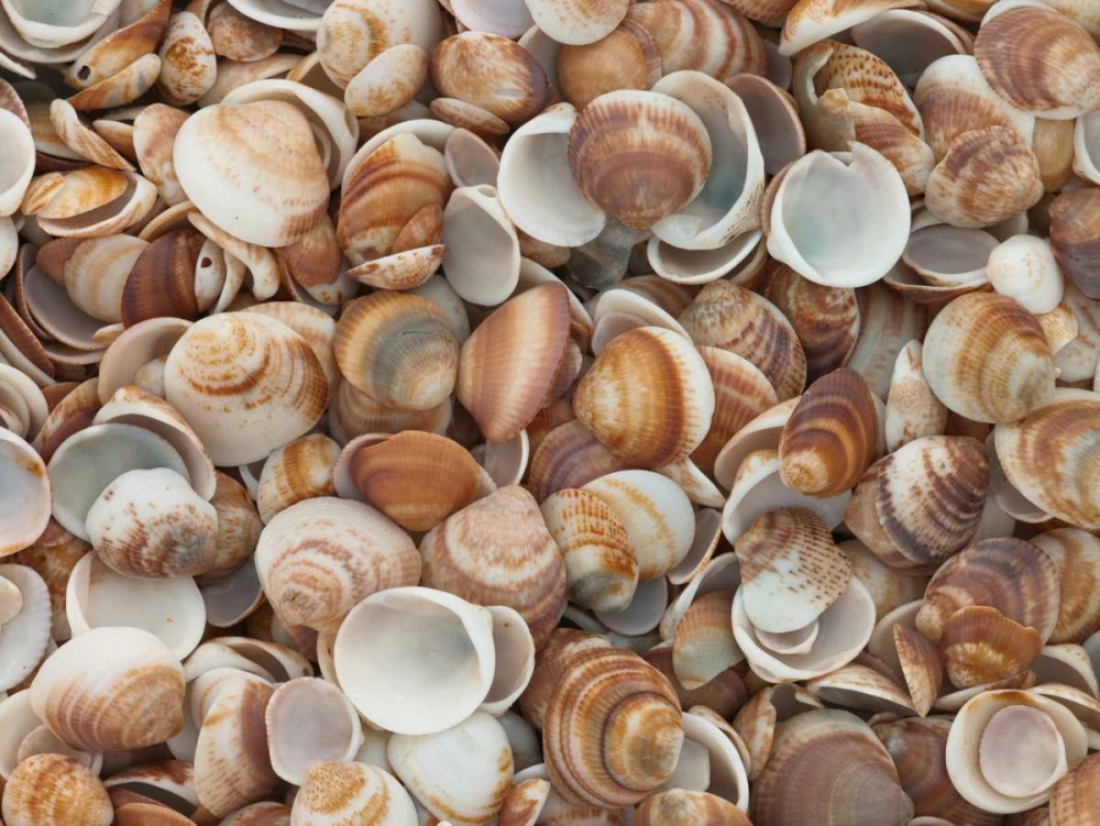 Full frame of sea shells on the beach art print by Assaf Frank for $57.95 CAD
