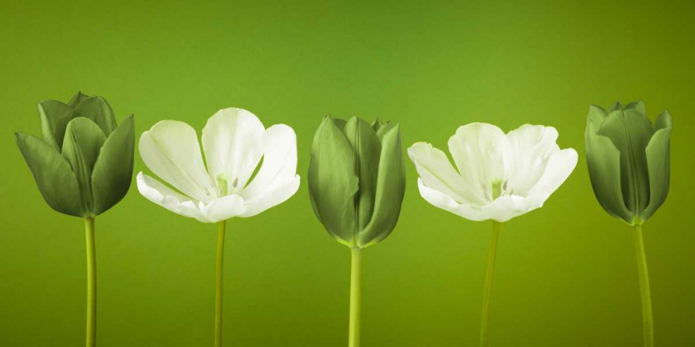 AF20120424 Tulips 349C13 art print by Assaf Frank for $57.95 CAD