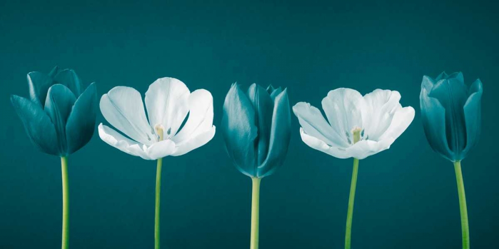 AF20120424 Tulips 350C09 art print by Assaf Frank for $57.95 CAD