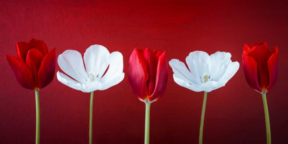 AF20120424 Tulips 351C12 art print by Assaf Frank for $57.95 CAD